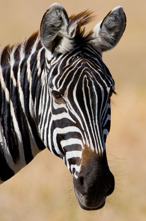 Portrait of a zebra. Close-up. Kenya. Tanzania. National Park. Serengeti. Maasai Mara. An excellent illustration.の写真素材