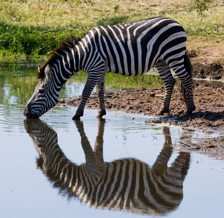 Portrait of a zebra. Close-up. Kenya. Tanzania. National Park. Serengeti. Maasai Mara. An excellent illustration.の写真素材