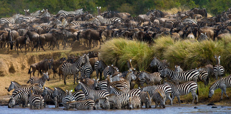 Big herd of zebras standing in front of the river. Kenya. Tanzania. National Park. Serengeti. Maasai Mara. An excellent illustration.の写真素材
