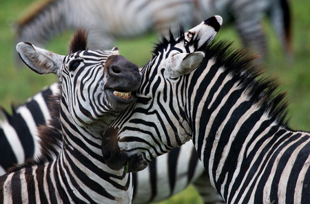 Portrait of two zebras. Kenya. Tanzania. National Park. Serengeti. Maasai Mara. An excellent illustration.の写真素材