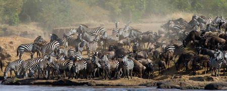 Big herd of zebras standing in front of the river. Kenya. Tanzania. National Park. Serengeti. Maasai Mara. An excellent illustration.の写真素材