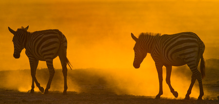 Zebras in the dust against the setting sun. Kenya. Tanzania. National Park. Serengeti. Maasai Mara. An excellent illustration.の写真素材