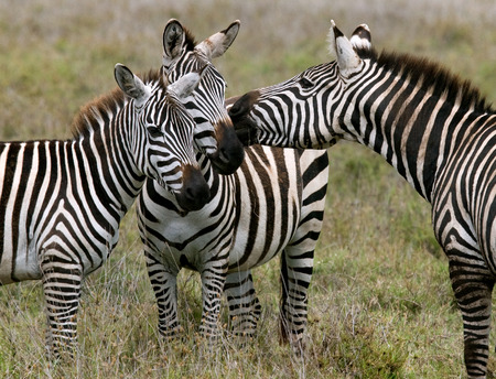 Three zebras stand together. Kenya. Tanzania. National Park. Serengeti. Maasai Mara. An excellent illustration.の写真素材