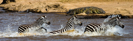 Group zebra crossing the river Mara. Kenya. Tanzania. National Park. Serengeti. Maasai Mara. An excellent illustration.の写真素材