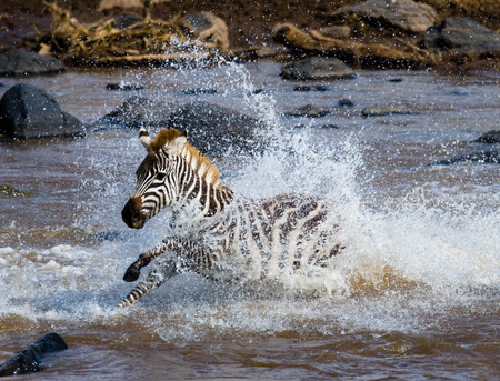 Zebra crossing a river. Kenya. Tanzania. National Park. Serengeti. Maasai Mara. An excellent illustration.の写真素材