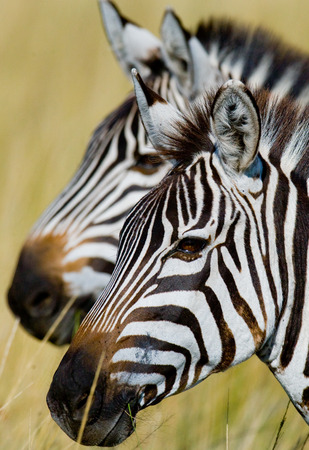 Portrait of two zebras. Kenya. Tanzania. National Park. Serengeti. Maasai Mara. An excellent illustration.の写真素材