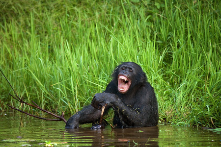 Bonobo sitting in water in a good mood. Democratic Republic of Congo. Lola Ya BONOBO National Park. An excellent illustration.の写真素材