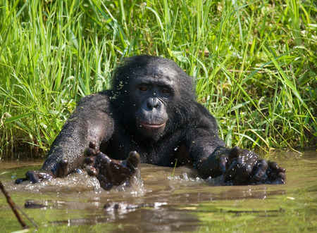Bonobo playing with water. Democratic Republic of Congo. Lola Ya BONOBO National Park. An excellent illustration.の写真素材