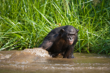 Bonobo is waist-deep in the water and trying to get food. Democratic Republic of Congo. Lola Ya BONOBO National Park. An excellent illustration.の写真素材
