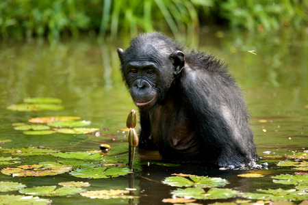 Bonobo sits at the pond. Democratic Republic of Congo. Lola Ya BONOBO National Park. An excellent illustration.の写真素材