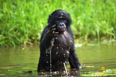 Bonobo sits at the pond. Democratic Republic of Congo. Lola Ya BONOBO National Park. An excellent illustration.の写真素材