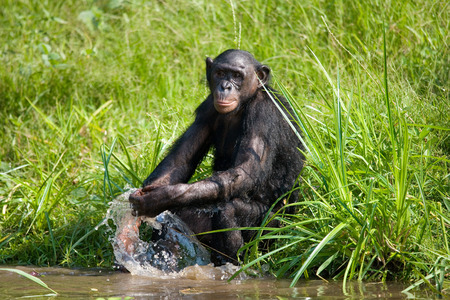 Bonobo stands at the edge of the pond. Democratic Republic of Congo. Lola Ya BONOBO National Park. An excellent illustration.の写真素材
