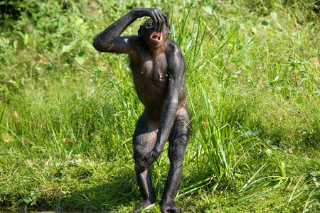 Bonobo stands at the edge of the pond. Democratic Republic of Congo. Lola Ya BONOBO National Park. An excellent illustration.の写真素材