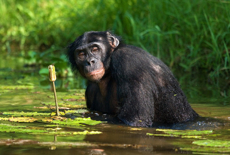 Bonobo sits at the pond. Democratic Republic of Congo. Lola Ya BONOBO National Park. An excellent illustration.の写真素材