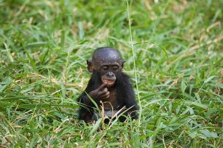 A baby Bonobo sits in the grass. Democratic Republic of Congo. Lola Ya BONOBO National Park. An excellent illustration.の写真素材