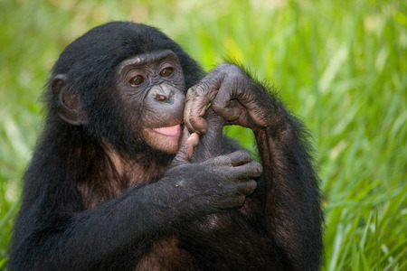 Portrait of a baby bonobo. Democratic Republic of Congo. Lola Ya BONOBO National Park. An excellent illustration.の写真素材