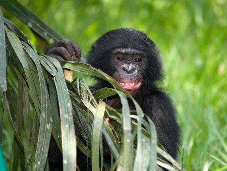 Portrait of a baby bonobo. Democratic Republic of Congo. Lola Ya BONOBO National Park. An excellent illustration.の写真素材