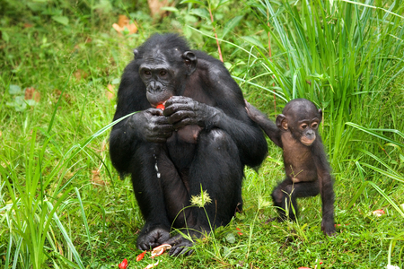 Female bonobo with a baby. Democratic Republic of Congo. Lola Ya BONOBO National Park. An excellent illustration.の写真素材