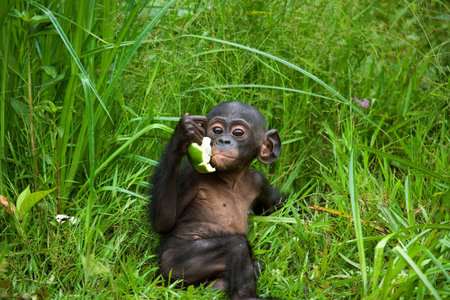 A baby Bonobo sits in the grass. Democratic Republic of Congo. Lola Ya BONOBO National Park. An...