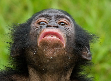 Portrait of bonobos. Close-up. Democratic Republic of Congo. Lola Ya BONOBO National Park. An...
