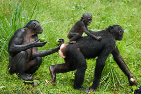Female bonobo with a baby. Democratic Republic of Congo. Lola Ya BONOBO National Park. An excellent illustration.の写真素材