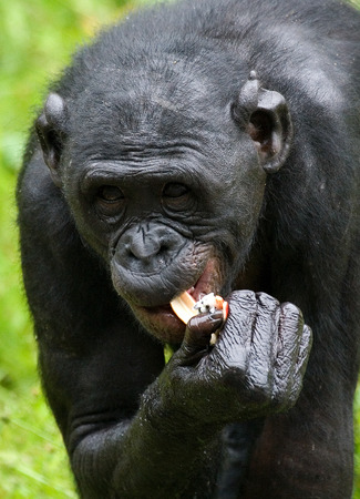 Bonobos holds the food. Democratic Republic of Congo. Lola Ya BONOBO National Park. An excellent illustration.の写真素材