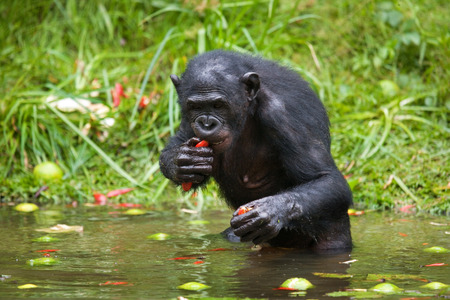 Bonobos holds the food. Democratic Republic of Congo. Lola Ya BONOBO National Park. An excellent illustration.の写真素材