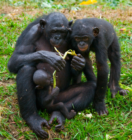 Group of Bonobos. Democratic Republic of Congo. Lola Ya BONOBO National Park. An excellent illustration.の写真素材