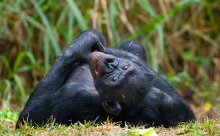 Bonobos lying on the ground. Democratic Republic of Congo. Lola Ya BONOBO National Park. An excellent illustration.の写真素材