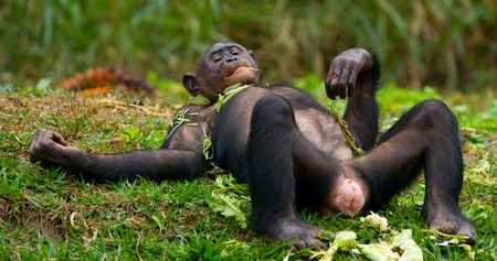 Bonobos lying on the ground. Democratic Republic of Congo. Lola Ya BONOBO National Park. An excellent illustration.の写真素材