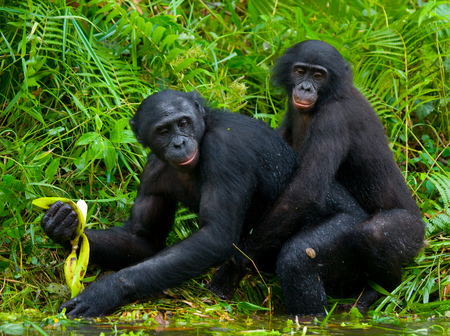 Two Bonobos make love with each other. Democratic Republic of Congo. Lola Ya BONOBO National Park. An excellent illustration.の写真素材