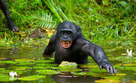 Bonobo is waist-deep in the water and trying to get food. Democratic Republic of Congo. Lola Ya BONOBO National Park. An excellent illustration.の写真素材