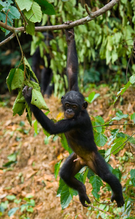 Bonobo on a tree. Democratic Republic of Congo. Lola Ya BONOBO National Park. An excellent...