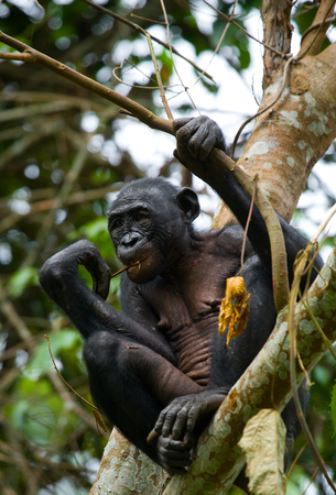 Bonobo on a tree. Democratic Republic of Congo. Lola Ya BONOBO National Park. An excellent illustration.の写真素材