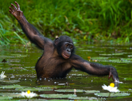 Bonobo is waist-deep in the water and trying to get food. Democratic Republic of Congo. Lola Ya BONOBO National Park. An excellent illustration.の写真素材