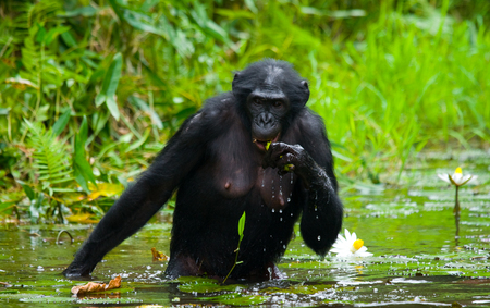 Bonobos holds the food. Democratic Republic of Congo. Lola Ya BONOBO National Park. An excellent illustration.の写真素材