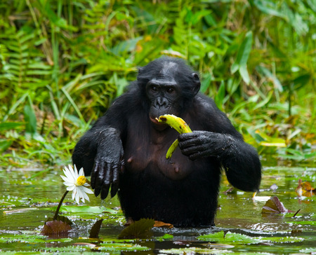 Bonobos holds the food. Democratic Republic of Congo. Lola Ya BONOBO National Park. An excellent illustration.の写真素材