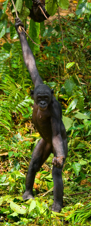 Bonobo is near the lake. Democratic Republic of Congo. Lola Ya BONOBO National Park. An excellent illustration.の写真素材