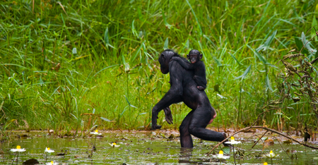 Female bonobo with a baby. Democratic Republic of Congo. Lola Ya BONOBO National Park. An excellent illustration.の写真素材