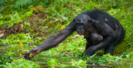 Female bonobo with a baby. Democratic Republic of Congo. Lola Ya BONOBO National Park. An excellent illustration.の写真素材