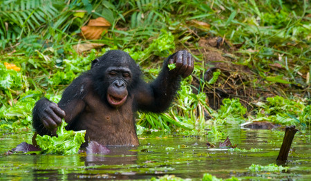 Bonobo sits at the pond. Democratic Republic of Congo. Lola Ya BONOBO National Park. An excellent illustration.の写真素材