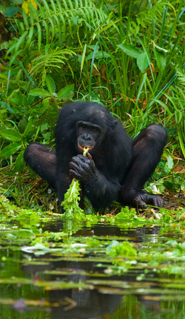 Bonobo is near the lake. Democratic Republic of Congo. Lola Ya BONOBO National Park. An excellent illustration.の写真素材