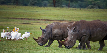 Two rhinoceros walking on grass in the national park. Kenya. National Park. Africa. An excellent illustration.の写真素材