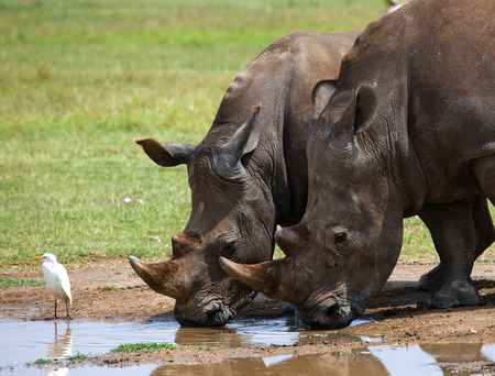 Rhinoceros drinking water from puddles. Kenya. National Park. Africa. An excellent illustration.の写真素材
