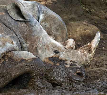 Rhinoceros lying in the mud. National Park. Africa. An excellent illustration.の写真素材