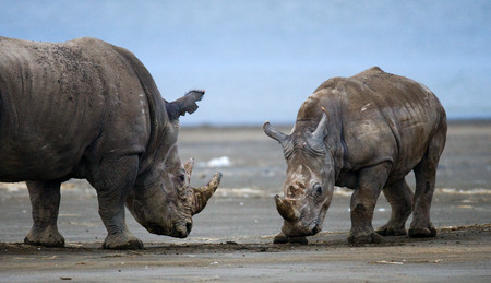 Two rhinoceros fighting with each other. Kenya. National Park. Africa. An excellent illustration.の写真素材