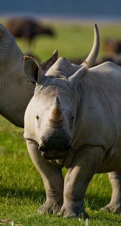 Portrait of a rhino. Kenya. National Park. Africa. An excellent illustration.の写真素材
