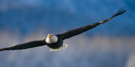 Bald eagle in flight. USA. Alaska. Chilkat River. An excellent illustration.の写真素材