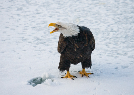 Bald eagle sitting on snow. USA. Chilkat River. Alaska. An excellent illustration.の写真素材