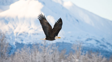 Bald Eagle in flight on a background of snowy mountains. USA. Alaska. Chilkat River. An excellent...